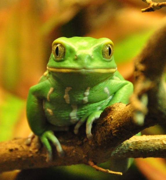 O Aquário de Atlanta, na Georgia - EUA tem uma variada coleção de sapos coloridos